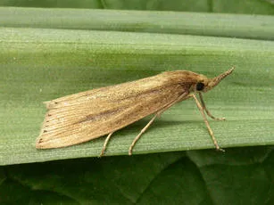 Chilo phragmitella - Chilo phragmitella