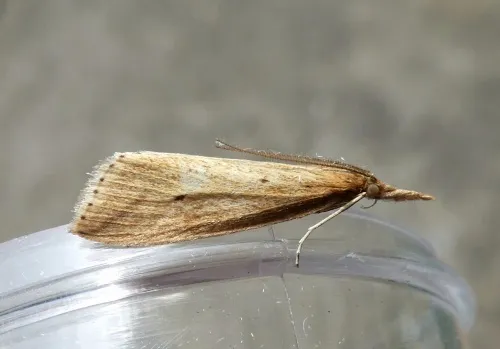 Chilo phragmitella - photo 2