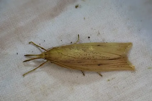 Chilo phragmitella - photo 4