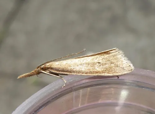 Chilo phragmitella - photo 5