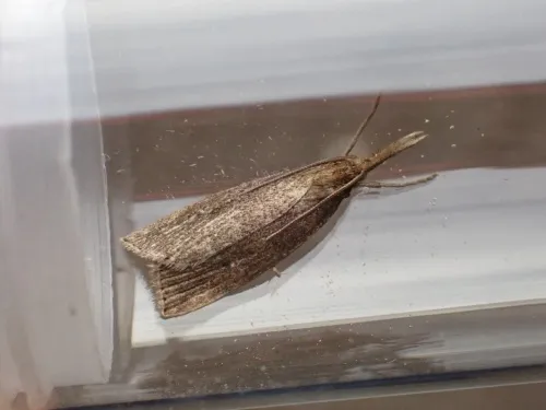 Chilo phragmitella - photo 6