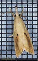 Rice Stalk Borer Moth - Hodges#5470