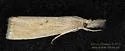 Rice Stalk Borer Moth - Hodges#5470 - photo 2