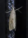 Rice Stalk Borer Moth - Hodges#5470 - photo 4