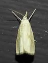 Rice Stalk Borer Moth - Hodges#5470 - photo 5