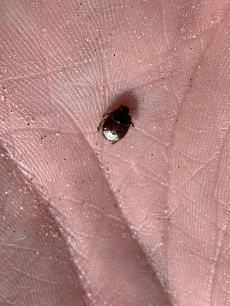 Chilocoris repetitus - photo 2