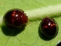 Heather Lady Beetle