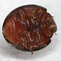 Heather Lady Beetle - photo 2
