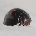 Heather Lady Beetle - photo 3