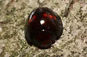 Heather Lady Beetle - photo 4