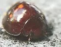 Heather Lady Beetle - photo 5