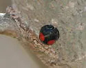 Cactus Lady Beetle