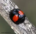 Cactus Lady Beetle - photo 2