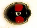 Cactus Lady Beetle - photo 3