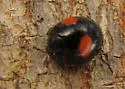 Cactus Lady Beetle - photo 4