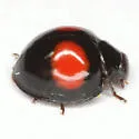Cactus Lady Beetle - photo 5