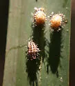 Red Chilocorus