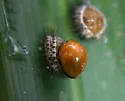 Red Chilocorus - photo 3