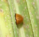 Red Chilocorus - photo 4