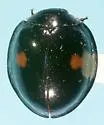 Chilocorus fraternus