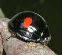 Kuwana's Lady Beetle