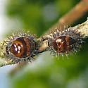Kuwana's Lady Beetle - photo 2