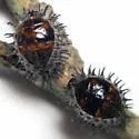 Kuwana's Lady Beetle - photo 3