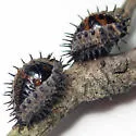 Kuwana's Lady Beetle - photo 4