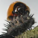 Kuwana's Lady Beetle - photo 5
