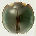 Black Chilocorus