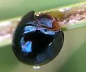Black Chilocorus - photo 2