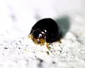 Black Chilocorus - photo 3