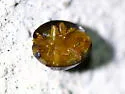 Black Chilocorus - photo 4