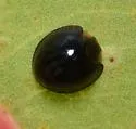 Black Chilocorus - photo 5