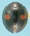 Chilocorus orbus