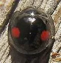 Chilocorus tumidus - photo 4
