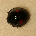 Chilocorus tumidus - photo 5