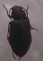 Chilometopon abnorme