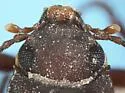 Chilometopon brachystomum