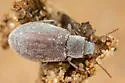 Chilometopon brachystomum - photo 2