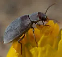 Chilometopon brachystomum - photo 4
