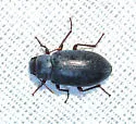 Chilometopon helopioides