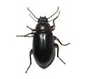 Chilometopon helopioides - photo 2