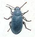 Chilometopon helopioides - photo 3