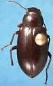 Chilometopon helopioides - photo 4