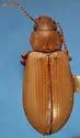 Chilometopon pallidum