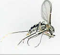 Switchgrass Gall Midge