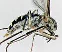 Switchgrass Gall Midge - photo 2