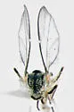 Switchgrass Gall Midge - photo 4