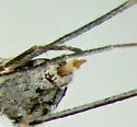 Switchgrass Gall Midge - photo 5